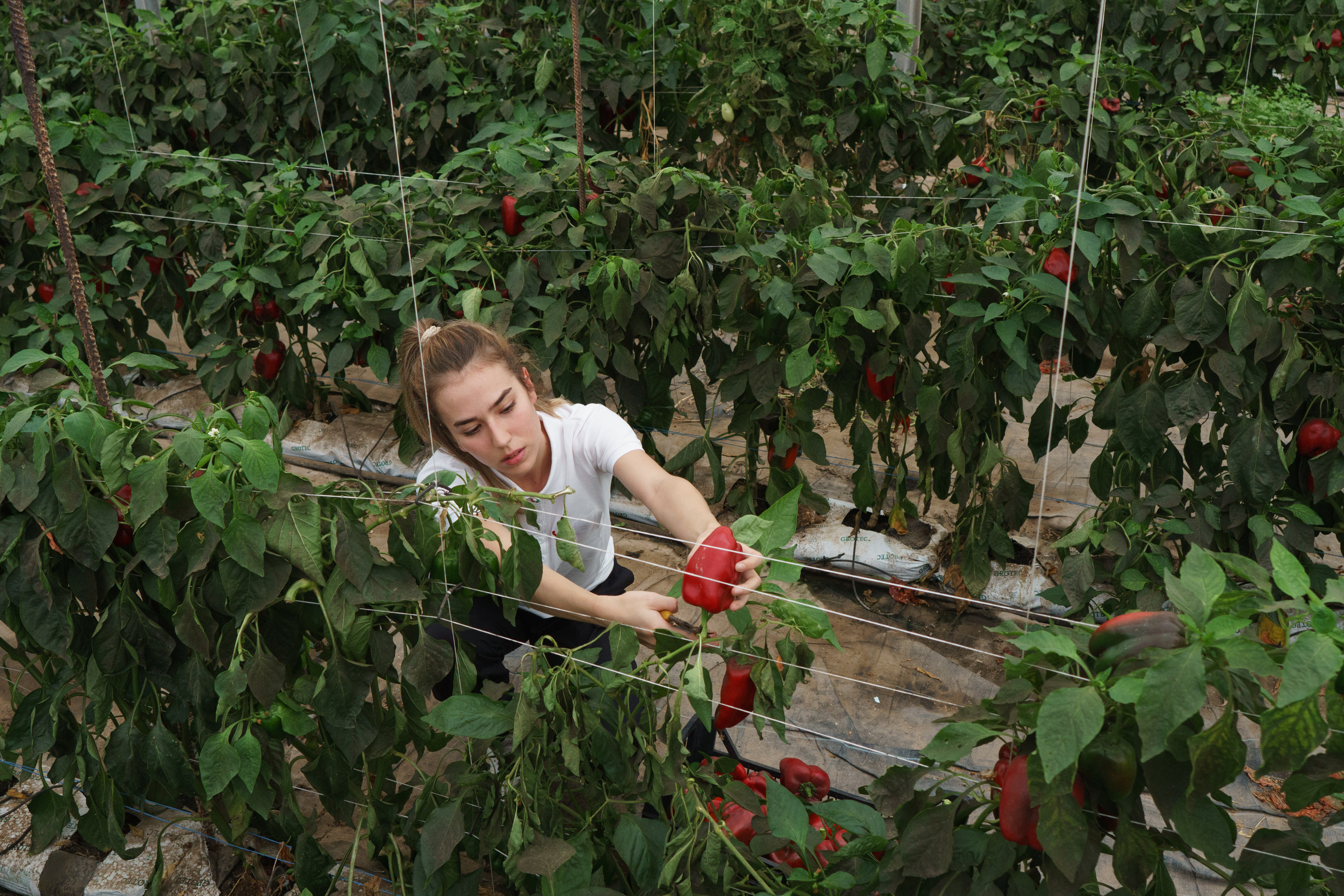 Regenerative Farming Woman Harvesting in an Indoor Farm